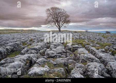 Einsamer Baum oben Malham Cove in den Yorkshire Dales auf einem späten Herbst Tag Wie die Sonne beginnt zu Dip Stockfoto