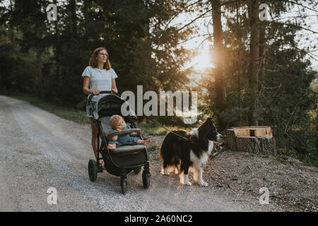 Mutter mit Baby im Kinderwagen und Hund zu Fuß auf den Waldweg bei Sonnenuntergang Stockfoto