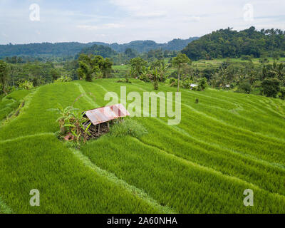 Kleine Hütte in der Mitte der Reisfelder Luftaufnahme Stockfoto