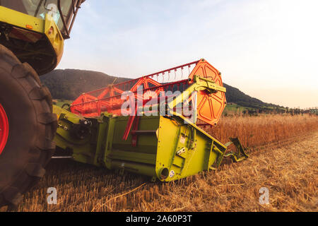 Die ökologische Landwirtschaft, Weizen, Ernte, Mähdrescher am Abend Stockfoto