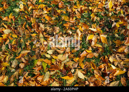 Herbst oder Fallen natürliche Hintergrund mit einem Teppich aus abgestorbenen Blätter von verschiedenen Arten von Bäumen über Gras im späten Oktober gesunken, gemäßigtes Klima Stockfoto