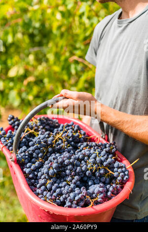 Nahaufnahme der Mann Ernte Trauben im Weinberg holding Schaufel Stockfoto