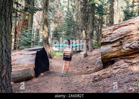 Frau mit Rucksack wandern unter den riesigen Bäumen im Wald im Sequoia National Park, Kalifornien, USA Stockfoto