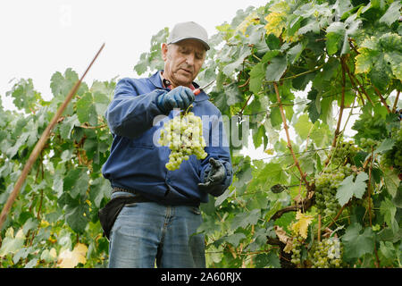 Man Ernte Trauben im Weinberg Stockfoto