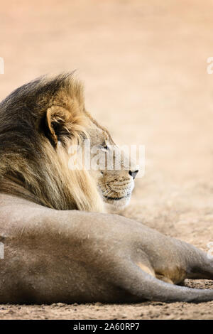 Große schwarze maned männliche Löwe Seitenansicht von einem niedrigen Winkel in der Kalahari Wüste ruhen. Panthera leo Stockfoto