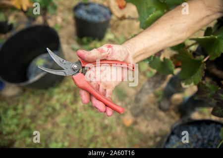 Hand mit einem Tool für die Ernte Weintrauben Stockfoto