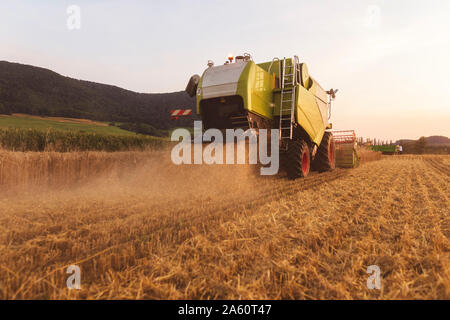 Die ökologische Landwirtschaft, Weizen, Ernte, Mähdrescher am Abend Stockfoto