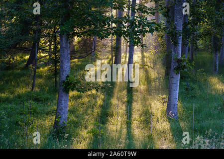 Bäume wachsen in Wald in Bayern, Deutschland Stockfoto