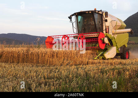 Die ökologische Landwirtschaft, Weizen, Ernte, Mähdrescher am Abend Stockfoto