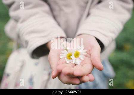 Little Girl's Hände halten zwei blütenköpfe des Tragens Chamomil, close-up Stockfoto