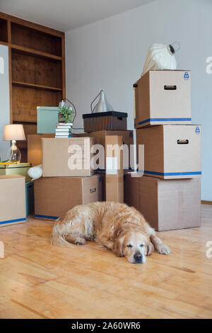 Hund liegend auf dem Boden vor der Kartons in einem leeren Raum in ein neues Zuhause. Stockfoto