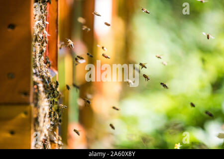 Bienen schwärmen um Bienenstock Stockfoto