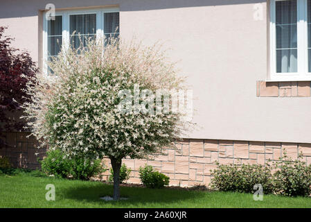 Schöne Hakuro Nishiki Willow mit rosa Blumen im Garten Stockfoto