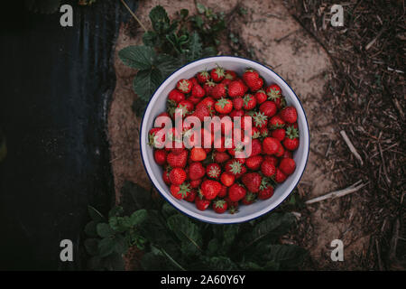 Direkt über Schuss rote reife Erdbeeren in der Schüssel auf dem Tisch Stockfoto