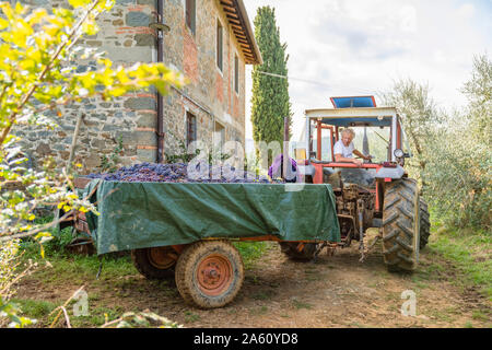 Mann auf Traktor mit geernteten Trauben am Anhänger Stockfoto