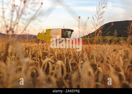 Die ökologische Landwirtschaft, Weizen, Ernte, Mähdrescher am Abend Stockfoto