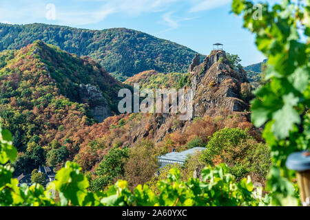 Deutschland, Rheinland-Pfalz, Altenahr, Ahrtal, Schloss, Weinrebe im Herbst Stockfoto