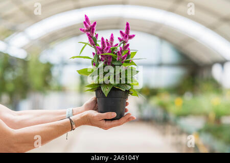 Woman's Hände halten ein Werk in Gärtnerei Stockfoto