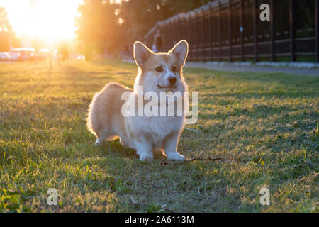 Portrait von Pembroke Welsh Corgi auf einer Wiese an der Hintergrundbeleuchtung Stockfoto