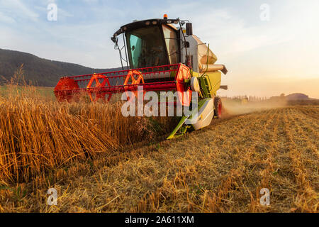 Die ökologische Landwirtschaft, Weizen, Ernte, Mähdrescher am Abend Stockfoto