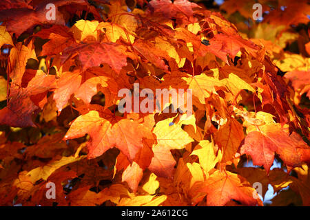 Montreal, Quebec, Kanada, Oktober 23,2019. Herbst, Foilage in öffentlichen Park in Montreal, Quebec, Kanada. Credit: Mario Beauregard/Alamy Nachrichten Stockfoto