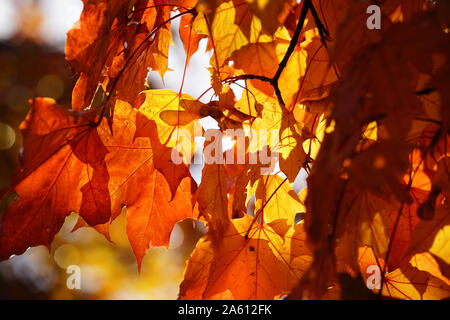 Montreal, Quebec, Kanada, Oktober 23,2019. Herbst, Foilage in öffentlichen Park in Montreal, Quebec, Kanada. Credit: Mario Beauregard/Alamy Nachrichten Stockfoto