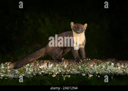 Portrait von Marder auf Baumstamm bei Nacht Stockfoto