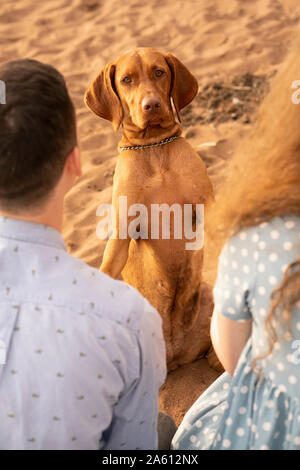 Paar mit ihrem Hund am Strand Stockfoto