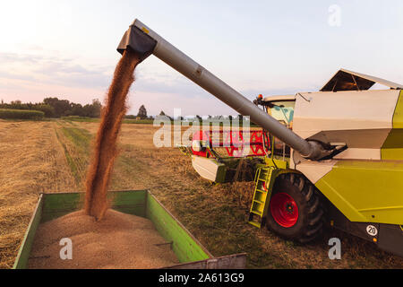 Die ökologische Landwirtschaft, Weizen, Ernte, Mähdrescher am Abend Stockfoto