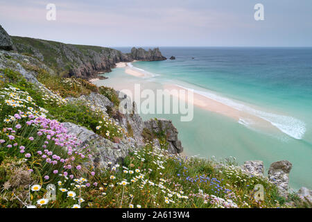 Wildblumen im Frühling auf den Klippen oberhalb Pednvounder Strand und Logan Rock, Cornwall, England, Vereinigtes Königreich, Europa Stockfoto