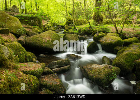 Kennall fließende Fluss zwischen Moos bedeckt Felsbrocken auf Kennall Vale in Ponsonooth, Cornwall, England, Vereinigtes Königreich, Europa Stockfoto