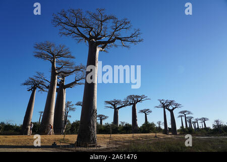 Allee der Baobabs (Allee der Baobabs), Morondava, Menabe region, westlichen Madagaskar, Afrika Stockfoto