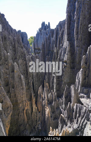 Tsingy de Bemaraha Nationalpark, UNESCO-Weltkulturerbe, Melaky Region, westlichen Madagaskar, Afrika Stockfoto