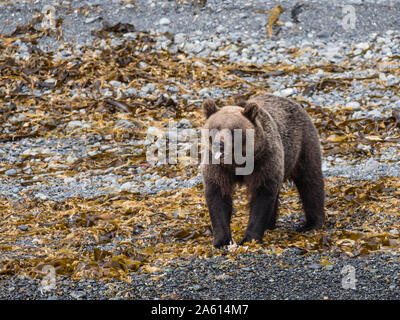 Erwachsene Frau Kamtschatka Braunbär (Ursus arctos), beringianus Glubokaya Bay, Kamtschatka, Russland, Eurasien Stockfoto