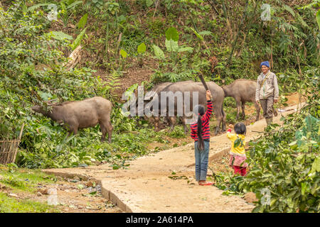 Pu Luong Nature Reserve, Thanh Hoa/Vietnam - 10. März 2019: Kleine Mädchen willkommen ein Bauer mit seinem Wasserbüffel. Stockfoto