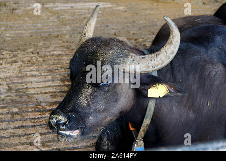 Buffalo Zucht in der Nähe von Salerno für die Herstellung von Büffelmozzarella, Kampanien, Italien Stockfoto