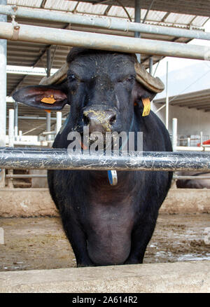 Buffalo Zucht in der Nähe von Salerno für die Herstellung von Büffelmozzarella, Kampanien, Italien Stockfoto