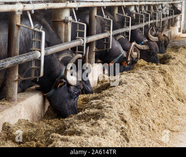 Buffalo Zucht in der Nähe von Salerno für die Herstellung von Büffelmozzarella, Kampanien, Italien Stockfoto