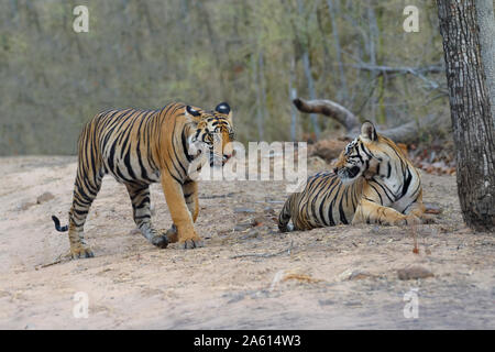 Zwei junge Bengal Tiger (Panthera tigris tigris) auf einem Waldweg, Bandhavgarh Nationalpark, Madhya Pradesh, Indien, Asien Stockfoto