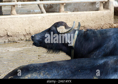 Buffalo Zucht in der Nähe von Salerno für die Herstellung von Büffelmozzarella, Kampanien, Italien Stockfoto