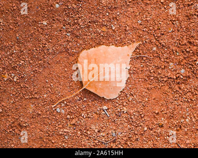 Orange Blatt auf orangem Hintergrund. Ansicht von oben Stockfoto