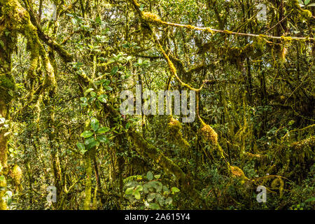 Die moosigen Wald, Gunung Brinchang, Cameron Highlands, Pahang, Malaysia, Südostasien, Asien Stockfoto