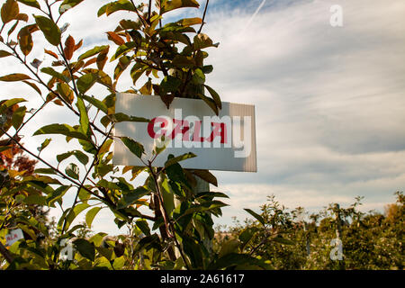 Apple Orchard. Gala Äpfel wachsen auf einer Obstplantage Stockfoto
