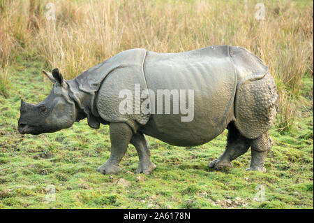 Grössere - gehörnten Nashörnern, einer der 2400 im Kaziranga National Park, Assam, Indien, Asien Stockfoto