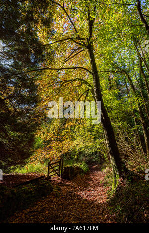Einen Fußweg durch Buckholt Wald im Herbst, Cotswolds, England Stockfoto