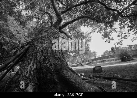 In der Nähe von großen Baum Schwarz und Weiß Stockfoto