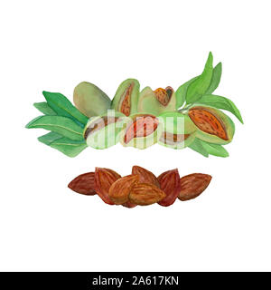 Aquarell Mandel Muttern und Blätter Vorlage auf weißem Hintergrund. Hand aquarell Abbildung gezeichnet. Design für die Jahreszeit bietet, Verpackung. Stockfoto