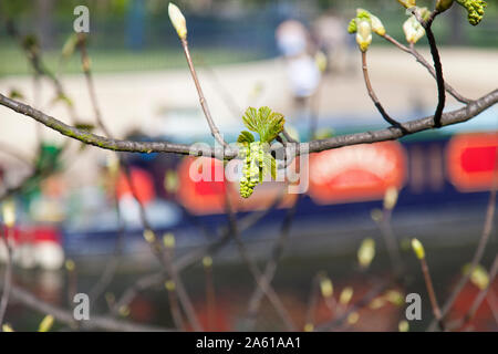 Neue Blume Rispe und Blattknospen eines städtischen Bergahorn (Acer pseudoplatanus) Baum auf das Regent's Canal Leinpfad, London E8 Stockfoto