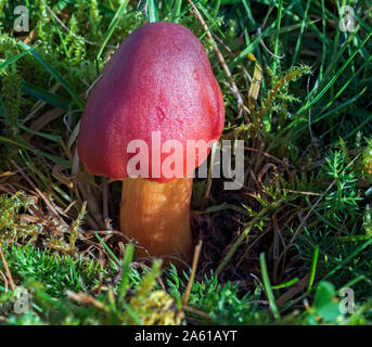 Crimson Waxcaps (Hygrocybe punicea) Stockfoto