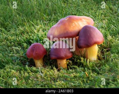 Crimson Waxcaps (Hygrocybe punicea) Stockfoto